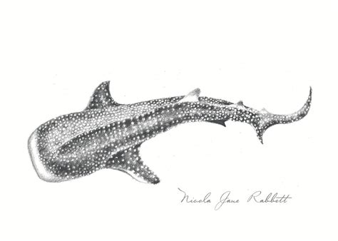 'Whale Shark' - Original Graphite Pencil Drawing — Nicola Jane Rabbett Fine Art Ltd Ocean ...