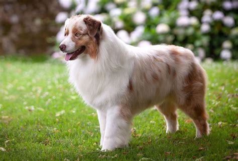 Australian Sheepdog Breeds