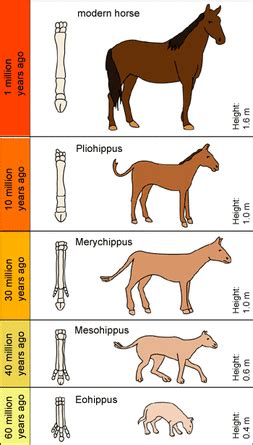 Fossils, extinction and speciation - Dr Randall Science