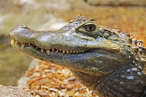 Free photo: Alligator, Gator, Teeth, Close - Free Image on Pixabay ...