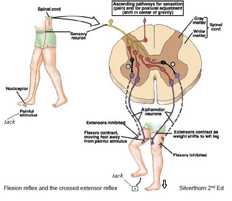 The Flexor Withdrawal/Crossed Extensor Thrust Reflex | Interactive Biology, with Leslie Samuel