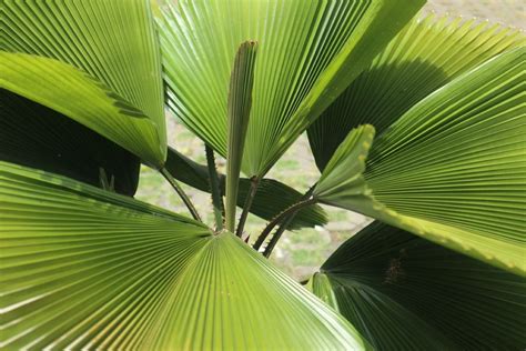 Licuala palm: cultivation, care & propagation - Plantura