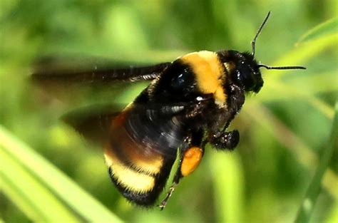 Some bumble bees may be hyperventilating as the world warms | Science ...