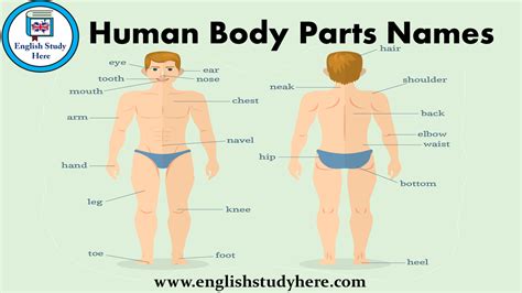 Parts Of Body Names In English And Urdu With Pictures, 55% OFF