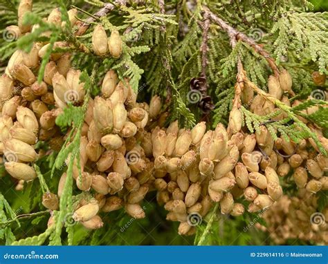 Many cedar tree seeds stock photo. Image of coming, small - 229614116