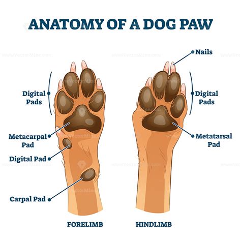 Anatomy of dog paw structure with forelimb and hindlimb vector illustration – VectorMine | Vet ...