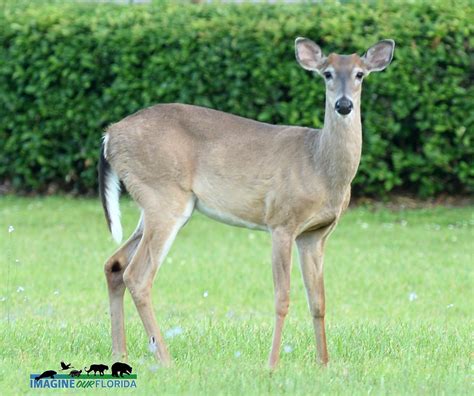 White-tailed Deer | Imagine Our Florida, Inc