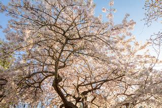 Cherry Tree | Blossoming cherry tree at Government House, Vi… | Flickr