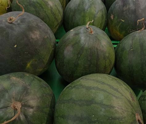 All About the Florida Giant Watermelon - Minneopa Orchards