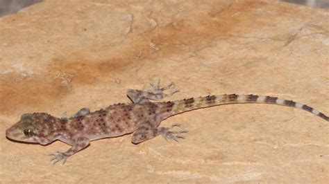 New species of gecko found in Gujarat named after Vindhya hills - Hindustan Times