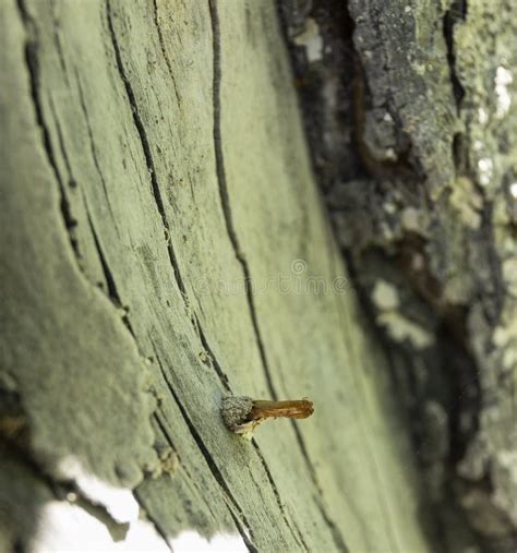 An Apple Tree Branch Affected by the Disease Insect Close Up Stock ...