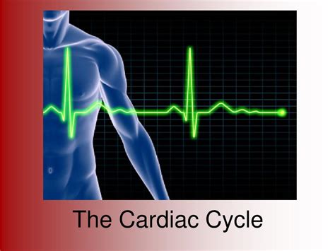 Cardiac Cycle Animation