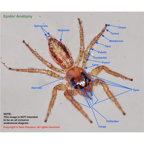 Spider Anatomy | Nature Lovers💚 Amino