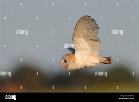 Hunting Barn Owl Stock Photo - Alamy