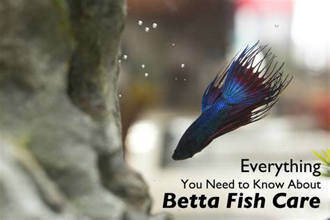 Halfmoon Betta Fish Care and Tips | PetHelpful