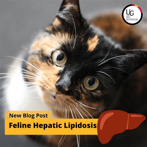 Feline Hepatic Lipidosis – Pet Nutrition at OVC