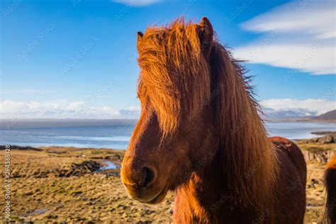 Icelandic horses. The Icelandic horse is a breed of horse developed in Iceland. Stock Photo ...