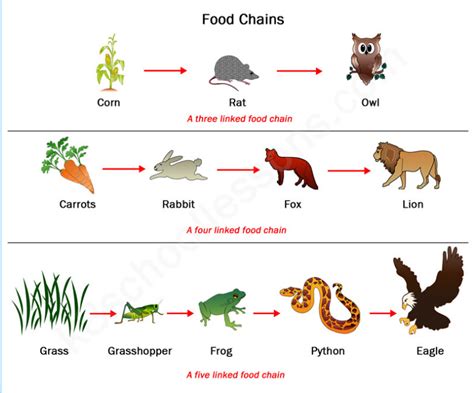 Food Chains - 4th Grade