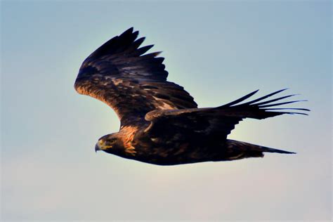 Brown eagle flying on air, golden eagle HD wallpaper | Wallpaper Flare