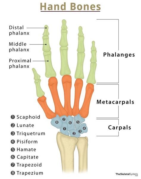 Hand Bones - Names & Structure with Labeled Diagrams