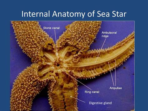 PPT - Sea Star Anatomy PowerPoint Presentation, free download - ID:1973302