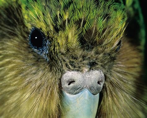 Kākāpō: Bird on the brink | New Zealand Geographic