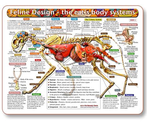 Buy Feline Design-The Cat's Body Systems - A Double-Sided, Laminated Cat Anatomy Chart: A ...