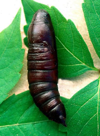 Pandorus Sphinx Moth Pupa - Eumorpha pandorus - BugGuide.Net