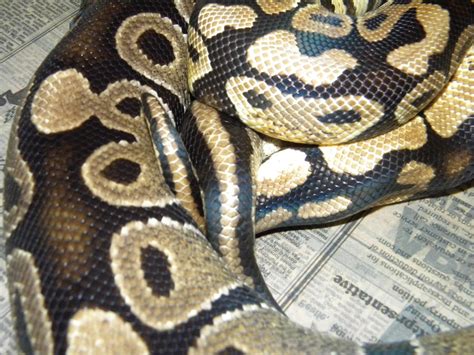 Ball Python Breeding 1 by ReptileMan27 on DeviantArt