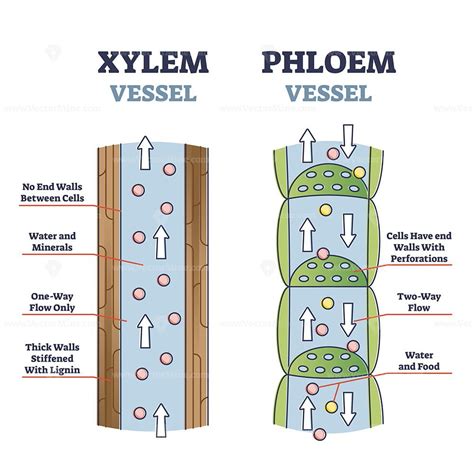 Xylem and phloem water and minerals transportation system outline diagram | Biology diagrams ...