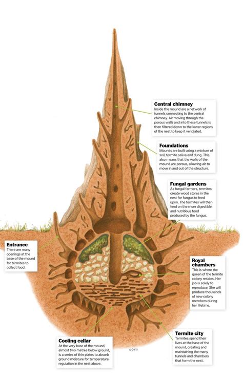 Inside The Termite Hill - How It Works | Scribd