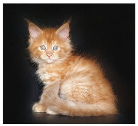 Orange Maine Coon Kitten