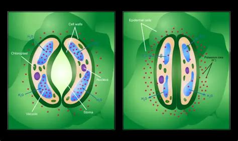 Epidermal Cells in Plants -Definition,Function,Structure & Microscopy