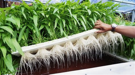 Hydroponics: Everything You Need to Know - Bowery Farming