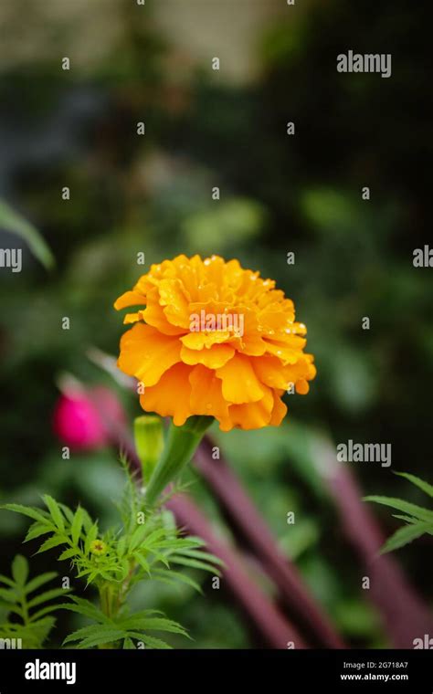 Beautiful mexican marigold flower Stock Photo - Alamy