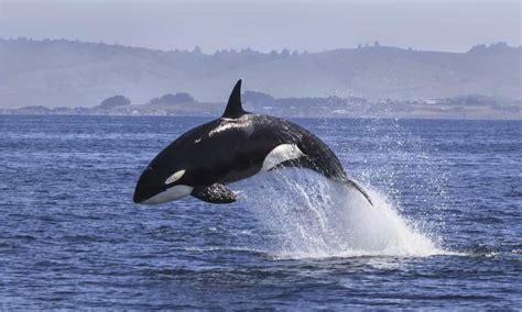 Blue Whale vs Killer Whale: What Are The Differences? - IMP WORLD