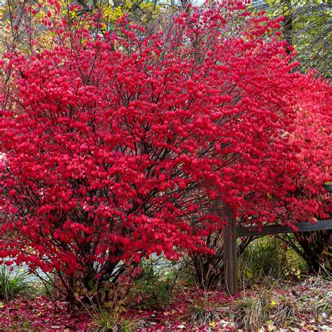 21 Best Shrubs for Shade That Thrive Without Much Sun | Arbustos, Rin