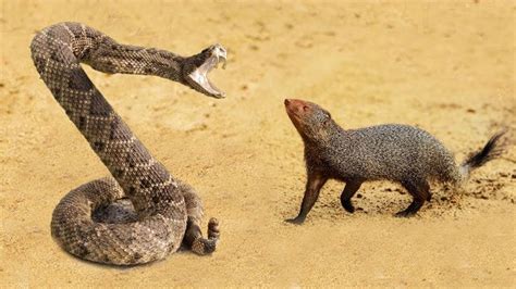 King Cobra Vs Mongoose | Big Battle In The Desert | Joker wallpapers ...