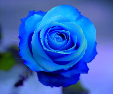 Blue Rose, Awesome Blue Rose, #14270