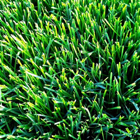 Perennial Ryegrass Seed – John Boy Farms