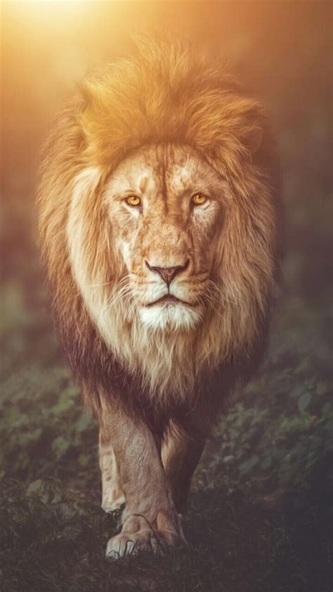 Majestic Lion Wallpaper