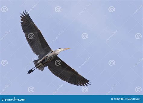 Great Blue Heron Flying Blue Sky Stock Images - Image: 18879484