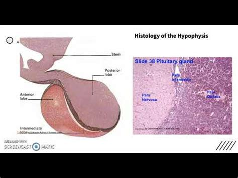 Hypophysis - YouTube