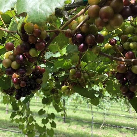 Muscadine Grape Vine | Grow Grapes At Home — PlantingTree.com