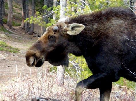 Officials caution residents after moose attack in Nederland – Longmont ...