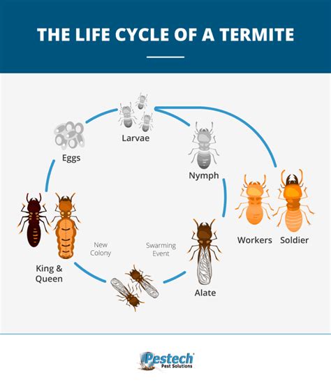 Chapter 2: Termite Life Cycle | Online Guide from Pestech