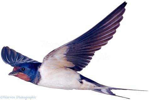 Swallow in flight photo - WP00747