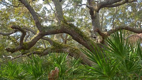 Identify Florida Plants, Trees, and Flowers – Florida Hikes