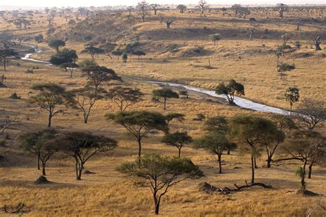 African Grassland Plants