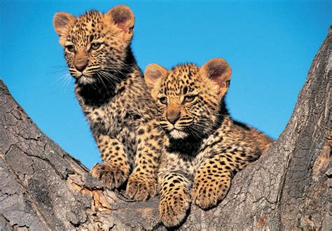 African Leopard Facts, Distribution, Habitat, Diet, Pictures